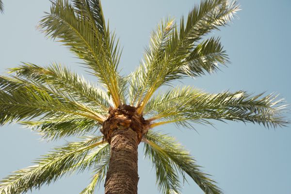 Palm Tree Pruning in Smyrna