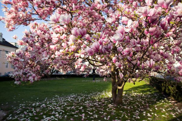 Cost of Ornamental Tree Pruning in Smyrna