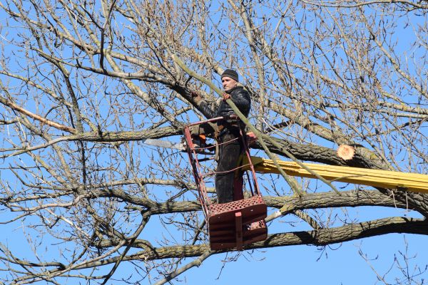 Cost of Emergency Tree Trimming in Smyrna