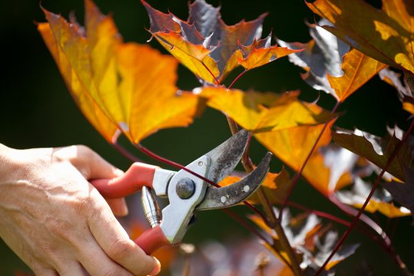Cost of Maple Tree Pruning in Smyrna