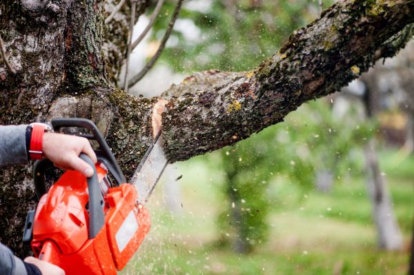 Cost of Tree Limbs Removal in Smyrna