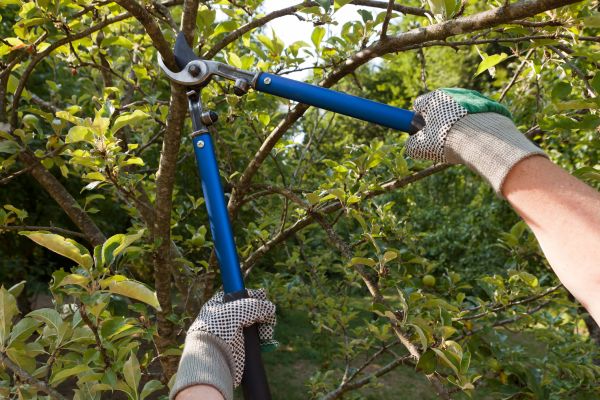 Residential Tree Pruning in Smyrna