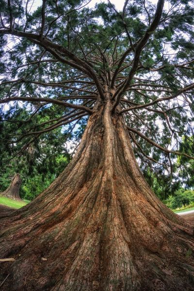Cedar Tree Pruning in Smyrna