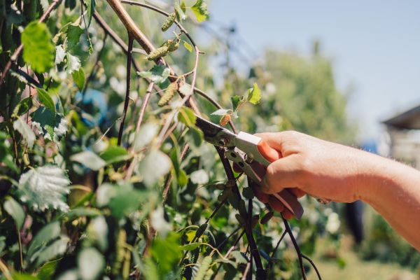 Birch Tree Pruning in Smyrna