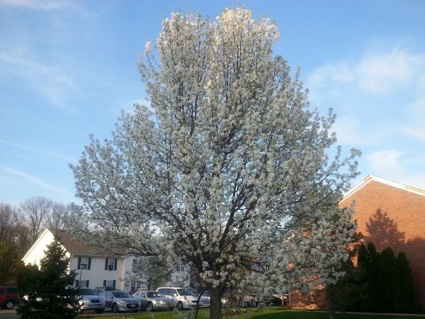 Bradford Pear Tree Pruning in Smyrna