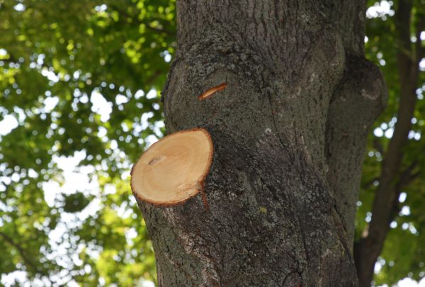 Cost of Limb Cutting in Smyrna