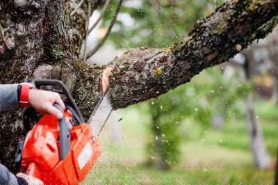 Cypress Tree Trimming
