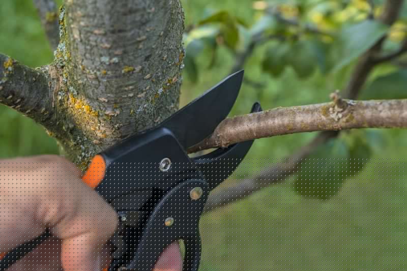 Cypress Tree Trimming