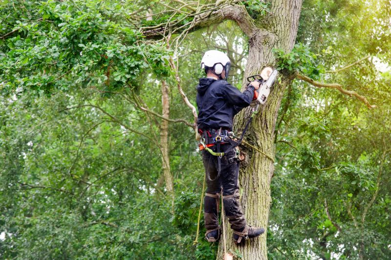 Arborist Pruning Technique