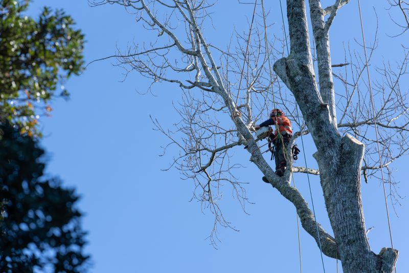 Safe Tree Work