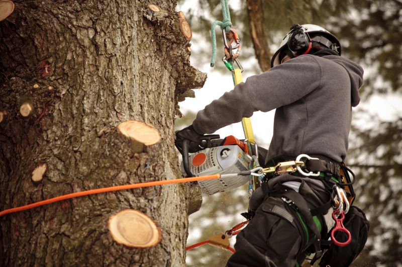 Tree Trimming Safety
